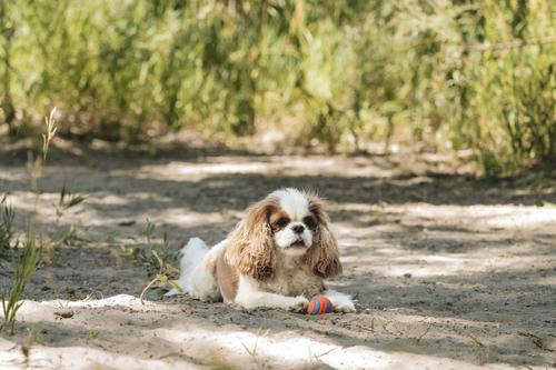 Show full view: Chuckit! Ultra Rubber Ball Tough Dog Toy, Small, 2 pack slide 5 of 12