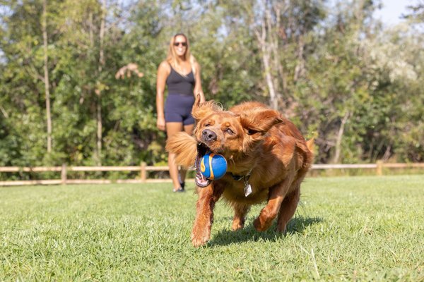 Show full view: Chuckit! Ultra Squeaker Ball Dog Toy slide 5 of 7