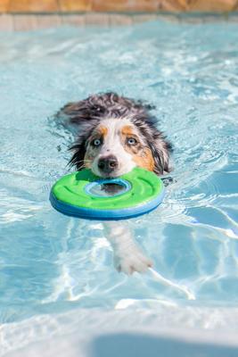 Show full view: Chuckit! Zipflight Disc Dog Toy, Color Varies, Medium slide 4 of 9