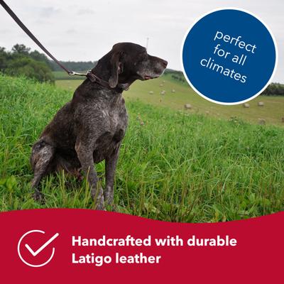 Show full view: Circle T Latigo Leather Standard Dog Leash, 6-ft long, 1-in wide slide 5 of 6