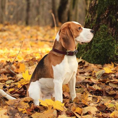 Show full view: Circle T Latigo Leather Town Solid Brass Hardware Standard Dog Collar, Large: 22-in neck, 1-in wide slide 4 of 5