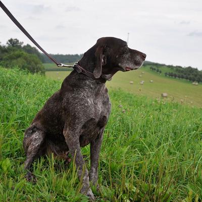 Show full view: Circle T Latigo Leather Town Standard Dog Collar, Medium: 18-in neck, 3/4-in wide slide 4 of 5