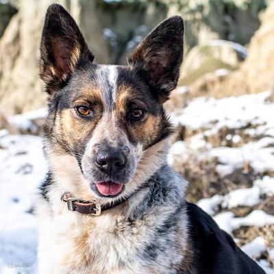 Show full view: Circle T Latigo Leather Town Standard Dog Collar, X-Small: 12-in neck, 3/8-in wide slide 2 of 4