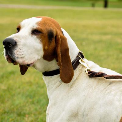 Show full view: Circle T Latigo Leather Twist Solid Brass Hardware Standard Dog Leash, 6-ft long, 1-in wide slide 6 of 6