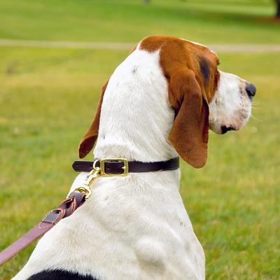 Show full view: Circle T Latigo Leather Twist Solid Brass Hardware Standard Dog Leash, 6-ft long, 1-in wide slide 3 of 6