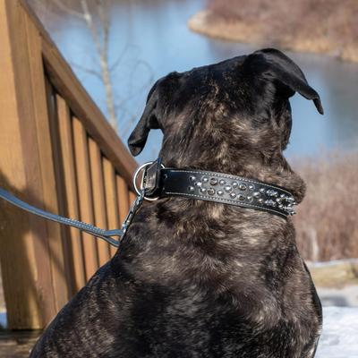 Show full view: Circle T Oak Tanned Leather Double-Ply Spiked Standard Dog Collar, Black, Large: 22-in neck, 1/2-in wide slide 4 of 8