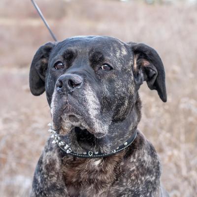 Show full view: Circle T Oak Tanned Leather Double-Ply Spiked Standard Dog Collar, Black, Large: 26-in neck, 1/2-in wide slide 7 of 8