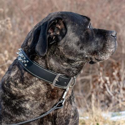 Show full view: Circle T Oak Tanned Leather Double-Ply Spiked Standard Dog Collar, Black, Medium: 20-in neck, 1-in wide slide 6 of 8