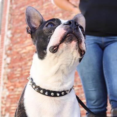 Show full view: Circle T Oak Tanned Leather Spiked Standard Dog Collar, Black, Medium: 16-in neck, 5/8-in wide slide 3 of 7