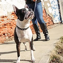 Circle T Oak Tanned Leather Spiked Standard Dog Collar, Black, Small: 12-in neck, 3/8-in wide slide 2 of 7