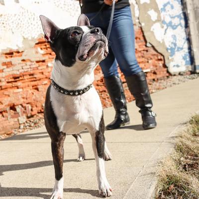 Show full view: Circle T Oak Tanned Leather Spiked Standard Dog Collar, Black, Small: 12-in neck, 3/8-in wide slide 2 of 7