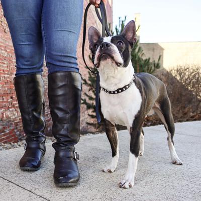 Show full view: Circle T Oak Tanned Leather Spiked Standard Dog Collar, Black, Small: 12-in neck, 3/8-in wide slide 6 of 7