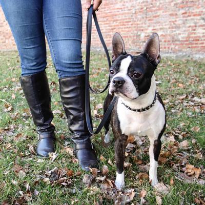 Show full view: Circle T Oak Tanned Leather Spiked Standard Dog Collar, Black, Small: 12-in neck, 3/8-in wide slide 4 of 7