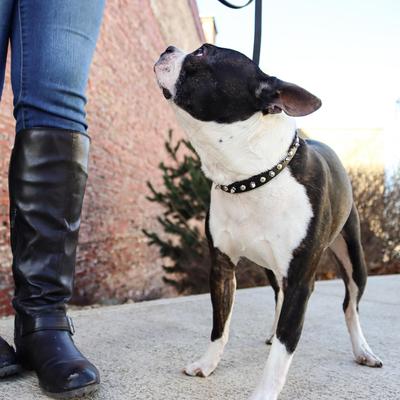 Show full view: Circle T Oak Tanned Leather Spiked Standard Dog Collar, Black, Small: 12-in neck, 3/8-in wide slide 5 of 7