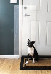 CLAWGUARD Original Door Scratch Shield, 43 x 18 in