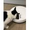 Show in main carousel: Closer Pets Five-meal Automatic Cat & Dog Feeder with Digital Timer, White slide 9 of 10