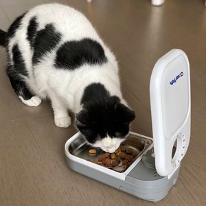 Closer Pets One-Meal Automatic Timed Dog & Cat Feeder