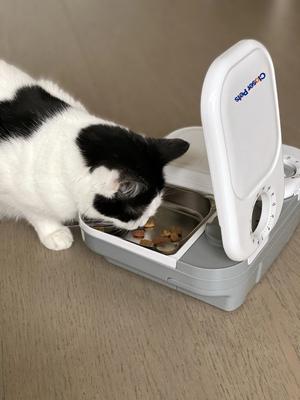 Show full view: Closer Pets Two-meal Automatic Cat & Dog Feeder, White slide 6 of 9