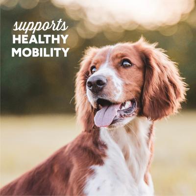 Show full view: Cloud Star Dynamo Dog Hip & Joint Chicken Formula Grain-Free Soft Chew Dog Treats, 14-oz bag slide 6 of 11