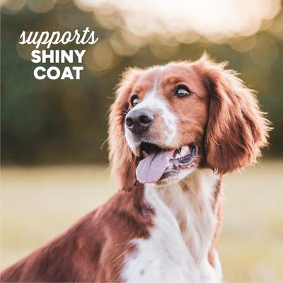 Show full view: Cloud Star Dynamo Dog Skin & Coat Salmon Formula Grain-Free Soft Chew Dog Treats, 14-oz bag slide 6 of 11