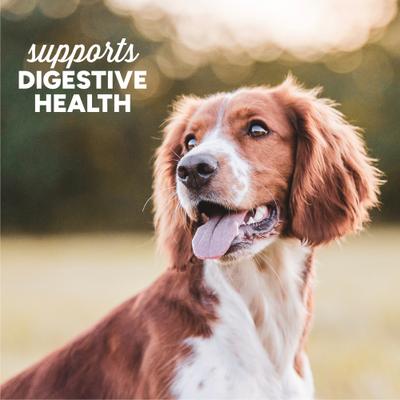 Show full view: Cloud Star Dynamo Dog Tummy Pupmkin & Ginger Formula Grain-Free Soft Chew Dog Treats, 14-oz bag slide 6 of 11