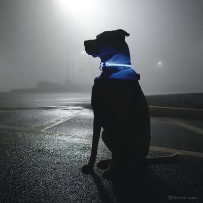 Show full view: Coastal Pet Products Dog USB Light-Up Neck Ring, Blue, 24-in slide 3 of 4