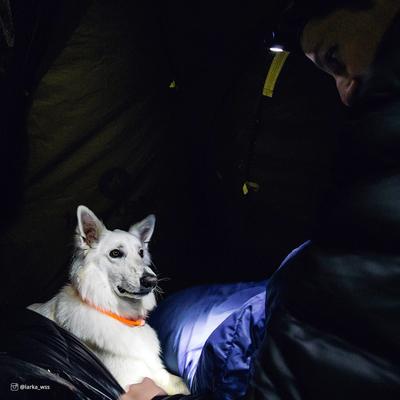 Show full view: Coastal Pet Products Dog USB Light-Up Neck Ring, Orange, 24-in slide 3 of 6