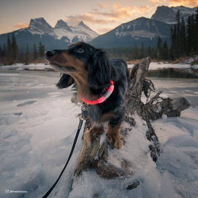 Show full view: Coastal Pet Products Dog USB Light-Up Neck Ring, Orange, 24-in slide 4 of 6