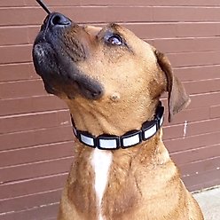 Coastal Pet Products Natural Control Training Dog Collar, Grey, Medium/Large slide 2 of 4