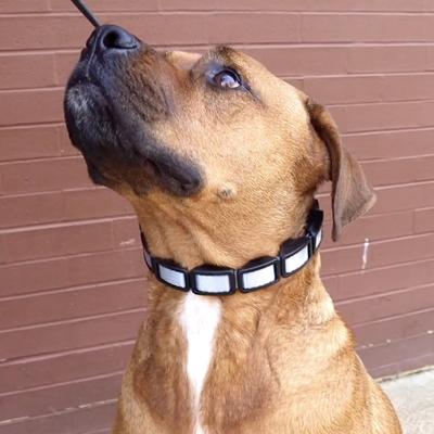 Show full view: Coastal Pet Products Natural Control Training Dog Collar, Grey, Medium/Large slide 3 of 5