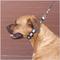 Show in main carousel: Coastal Pet Products Natural Control Training Dog Collar, Grey, Small/Medium slide 3 of 6