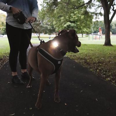 Show full view: Coastal Pet Products USB Blinker Light Collar Accessory, Yellow slide 2 of 5