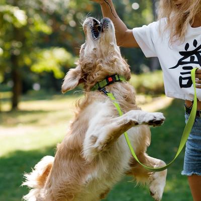 Show full view: CollarDirect Adjustable Reflective Nylon Dog Collar, Lime Green, Large slide 6 of 8
