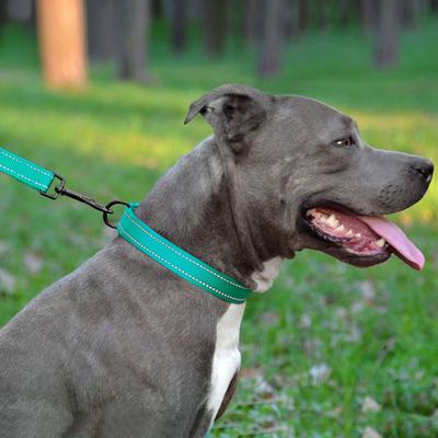 Show full view: CollarDirect Adjustable Reflective Nylon Dog Collar, Mint Green, Large slide 4 of 8