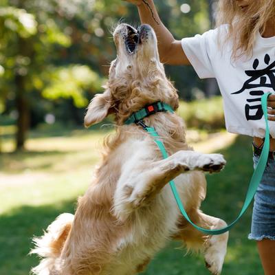 Show full view: CollarDirect Adjustable Reflective Nylon Dog Collar, Mint Green, X-Large slide 6 of 8