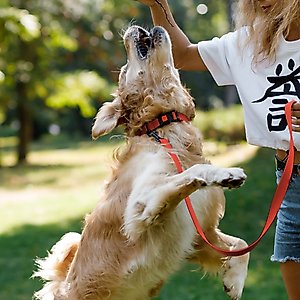 CollarDirect Adjustable Reflective Nylon Dog Collar, Orange, Small