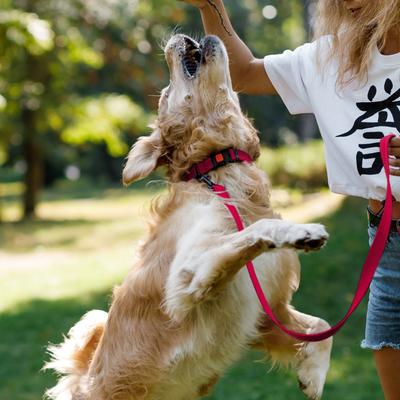 Show full view: CollarDirect Adjustable Reflective Nylon Dog Collar, Pink, Large slide 6 of 8