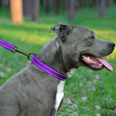 Show full view: CollarDirect Adjustable Reflective Nylon Dog Collar, Purple, Large slide 4 of 8