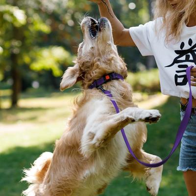 Show full view: CollarDirect Adjustable Reflective Nylon Dog Collar, Purple, Large slide 6 of 8