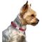 Show in main carousel: CollarDirect Adjustable Reflective Nylon Dog Collar, Red, X-Small slide 5 of 9