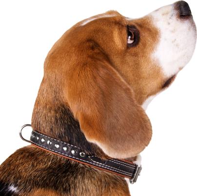 Show full view: CollarDirect Handmade Studded Leather Dog Collar, Black, X-Small slide 3 of 4