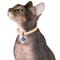 Show in main carousel: CollarDirect Leather Cat Collar with Bell, Beige, Medium: 9 to 11-in neck, 3/8-in wide slide 3 of 4