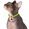 Show in main carousel: CollarDirect Leather Cat Collar with Bell, Lime Green, Medium: 9 to 11-in neck, 3/8-in wide slide 3 of 4