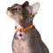 Show in main carousel: CollarDirect Leather Cat Collar with Bell, Orange, Small: 6 to 7-in neck, 3/8-in wide slide 3 of 4