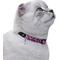 Show in main carousel: CollarDirect Leopard Breakaway Buckle Cat Collar, Pink slide 3 of 4
