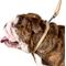 Show in main carousel: CollarDirect Rolled Leather Dog Collar, Beige, Small: 9 to 11-in neck, 3/8-in wide slide 3 of 5
