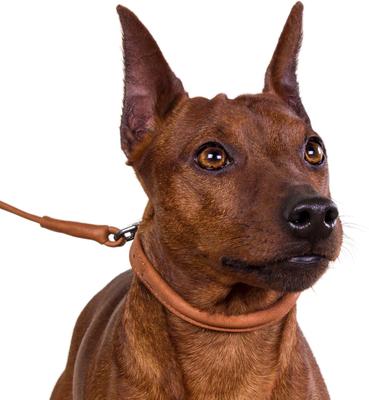 Show full view: CollarDirect Rolled Leather Dog Collar, Brown, XX-Large: 19 to 21-in neck, 9/16-in wide slide 3 of 5