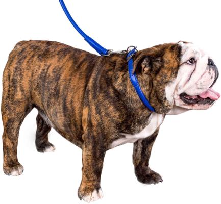 Show full view: CollarDirect Rolled Leather Dog Collar, Navy Blue, Large: 14 to 16-in neck, 1/2-in wide slide 3 of 5