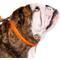 Show in main carousel: CollarDirect Rolled Leather Dog Collar, Orange, Large: 14 to 16-in neck, 1/2-in wide slide 4 of 6