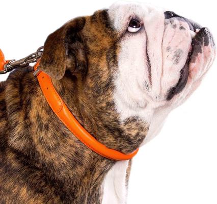 Show full view: CollarDirect Rolled Leather Dog Collar, Orange, Large: 14 to 16-in neck, 1/2-in wide slide 4 of 6